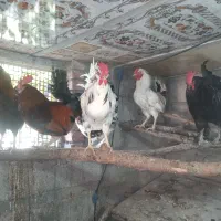 مرغ خروس های تازه محلی وبرهماو گلین چل تاج پنگوئنی|حیوانات مزرعه|اسکو, |دیوار