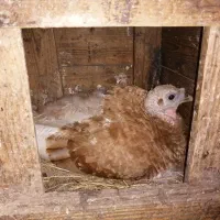 فروش بوقلمون کرچ