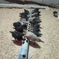 مرغ|حیوانات مزرعه|اندیمشک, |دیوار