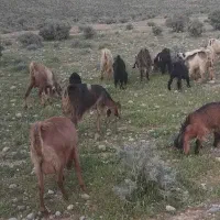 بزکهره دار|حیوانات مزرعه|سروستان, |دیوار