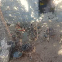 فروش جوجه شترمرغ|حیوانات مزرعه|بناب, |دیوار