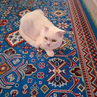 گربه اسکاتیش فولد|گربه|شیراز, آبیاری|دیوار