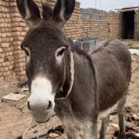 فروش الاغ