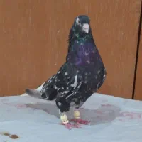 کوهی دم سفیدنرچشم نوک سفید40 سانتی کله قوچی|پرنده|اهواز, شهرک محلاتی|دیوار