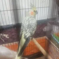 عروس هلندی|پرنده|بندرعباس, |دیوار