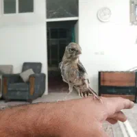 معاوضه قناری دستی با سهره