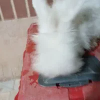 فروش خرگوش نژاد آنگورا