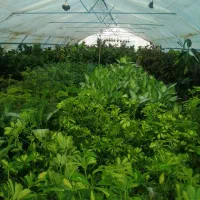 بزرگ‌ترین مرکز فروش گل  آپارتمانی در خراسان رضوی