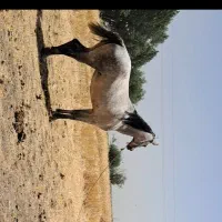 مادیان فروشی قیمت 40ملیون|اسب و تجهیزات اسب‌سواری|اسدآباد, |دیوار