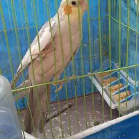 عروس هلندی نر|پرنده|شاهینشهر, عطار|دیوار