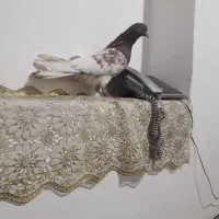 کفتر کله سرخ هل نر مس