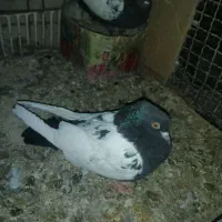 یه جفت سینه سیاه درجه یک بدون دم پوز