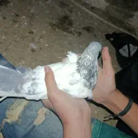 کبوتر کله دم|پرنده|چرداول, |دیوار