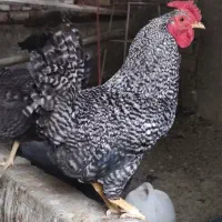 خروس امروک تخم نطفه دار