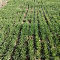 نشا، پیاز مینروا سایروس|گل و گیاه طبیعی|جیرفت, |دیوار