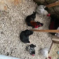 تخم مرغ کوشین نطفه دار