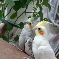 یک جفت عروس هلندی