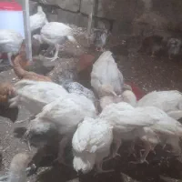 فروش انواع جوجه محلی بوقلمون غاز اردک ورنگی
