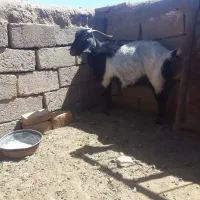 بز جوان|حیوانات مزرعه|سده (خراسان جنوبی), |دیوار