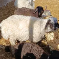 بره نر و ماده|حیوانات مزرعه|مرودشت, محمد آباد|دیوار