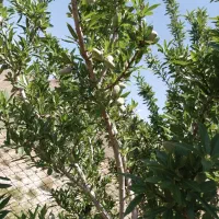 فروش یا معاوضه زمین کشاورزی|فروش دفتر صنعتی، کشاورزی، تجاری|دماوند, دماوند|دیوار