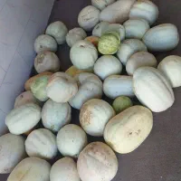 کدو تنبل و تخمه کدو درجه یک|خوردنی و آشامیدنی|ایلخچی, |دیوار