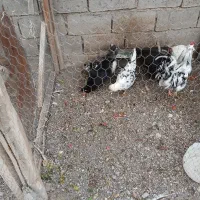 تخم گلین نطفه دار|حیوانات مزرعه|مشگین شهر, |دیوار