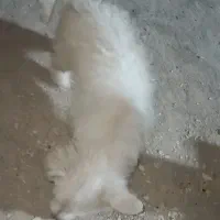 سگ ماده شیتزو