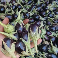بادمجون ریز