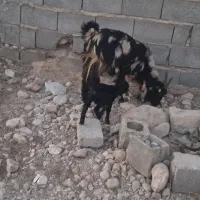 کولار کهره دار|حیوانات مزرعه|جنت, |دیوار