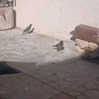دو عدد مینا دستی|پرنده|مشهد, آبکوه|دیوار