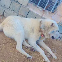 سگ گله نگهبانی