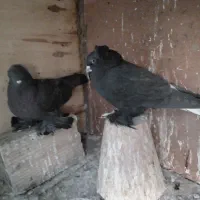 کبوتر قره اغ گویوخ.