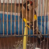 سهره نر باقفس