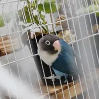 پرنده زینتی|پرنده|اهواز, کیانپارس |دیوار