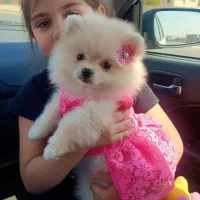 واگذاری رایگان سگ پامر