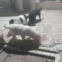 یک قلاده سگ و چهار توله  دو ماه