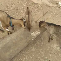 بز دوقلو زا ب همراه دوتا بزغاله|حیوانات مزرعه|فریدونشهر, |دیوار