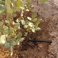 فروش فوری باغچه پسته ۵ساله۵۰۰متری باسندوآب وبرق|فروش دفتر صنعتی، کشاورزی، تجاری|جوادآباد, |دیوار