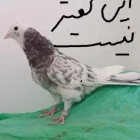 شازده سرور غریب گیری