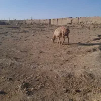 میش اوست ۷ عدد