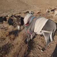 حیوانات مزرعه|حیوانات مزرعه|میمه, |دیوار