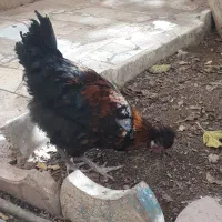 خروس سلطان کاکلی جوان پرند|حیوانات مزرعه|پرند, فاز ۰|دیوار