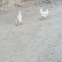 فروش 15 عدد مرغ و خروس محلی سالم و سرحال|حیوانات مزرعه|علامرودشت, |دیوار