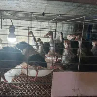 جوجه بوقلمون