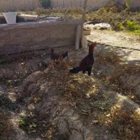 مرغ و خروس لاری و بوقلمون|حیوانات مزرعه|درگزین, |دیوار