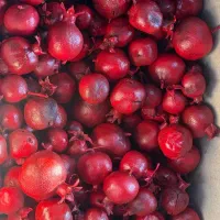 انار وبلوط شب یلدا