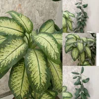 گل دیفن باخیا و فیل گوش