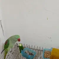 شاه طوطی اسکندری|پرنده|دزفول, |دیوار