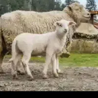 بره یا قوزو اوتاخ چکه یا وقته آلرام